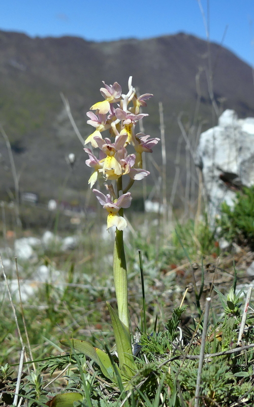 Marsica 2022, Monte Girifalco e Monte Arunzo  Le orchidee e la storia.